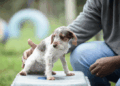 Prefeitura de Guarulhos anuncia dois novos Hospitais Veterinários com atendimento 24 horas