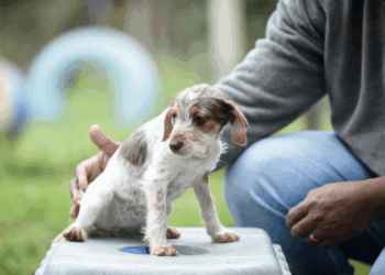 Prefeitura de Guarulhos anuncia dois novos Hospitais Veterinários com atendimento 24 horas