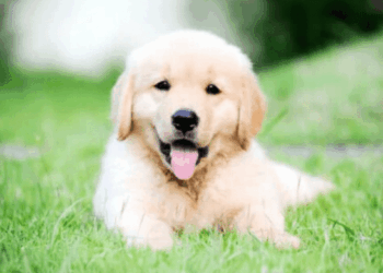 Prefeitura abre 255 vagas para castração de cães e gatos nesta sexta-feira