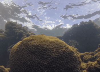 Fenômenos simultâneos ameaçam ecossistemas do Atlântico Sul e Equatorial