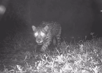 Onça-pintada é registrada pela primeira vez em décadas no interior do Rio de Janeiro