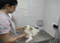 Prefeitura de Guarulhos abre inscrições para castração gratuita de cães e gatos na praça Getúlio Vargas