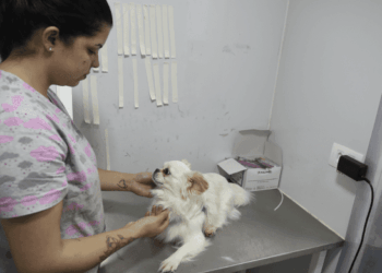Prefeitura de Guarulhos abre inscrições para castração gratuita de cães e gatos na praça Getúlio Vargas