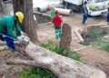 Prefeitura realiza o manejo de árvore com risco de queda no Jardim Scyntila