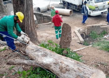 Prefeitura realiza o manejo de árvore com risco de queda no Jardim Scyntila