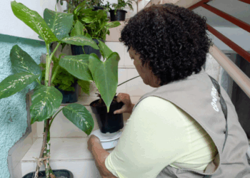 Agentes combatem mosquito Aedes aegypti em 47 bairros na última semana