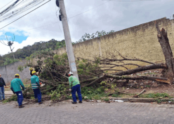 Prefeitura implanta equipes 24 horas para remoção de árvores