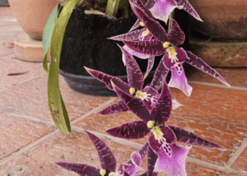 Oficina livre e gratuita ensina a recuperar e a cultivar orquídeas