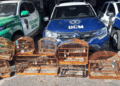GCM prende traficante com quase 1 kg de drogas e resgata aves silvestres no Jardim Monte Alegre