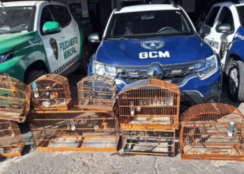 GCM prende traficante com quase 1 kg de drogas e resgata aves silvestres no Jardim Monte Alegre