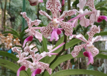 Orquidário Municipal dá show de cores e formas no início da primavera