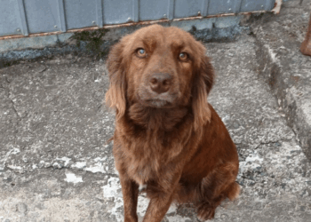 Bosque Maia recebe evento de adoção de cães e gatos neste domingo   