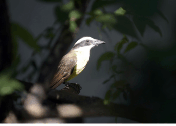 Zoológico realiza oficinas, contação de histórias, bazar para celebrar o mês das crianças
