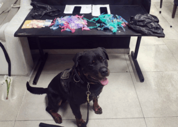 GCM de Guarulhos prende dois traficantes, um deles foragido da Justiça, no Parque Primavera