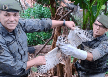 GCM resgata coruja-orelhuda presa em linha de pipa no Sítio dos Morros