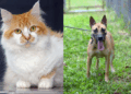 Prefeitura promove feira de adoção de cães e gatos na Vila Paraíso neste sábado