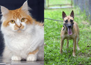 Prefeitura promove feira de adoção de cães e gatos na Vila Paraíso neste sábado