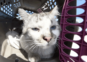 Prefeitura realiza castração gratuita de cães e gatos no Campo do Jurema nesta semana