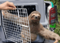 GCM de Guarulhos resgata 780 animais silvestres em situação de risco
