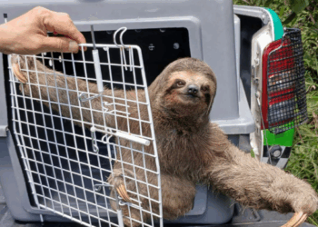 GCM de Guarulhos resgata 780 animais silvestres em situação de risco