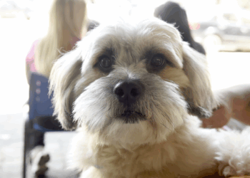 Castra Pet Móvel realiza esterilização gratuita de 330 cães e gatos na região do Pimentas