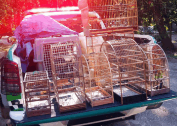 GCM apreende sete aves silvestres em cativeiro ilegal no Pimentas