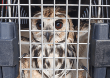 GCM de Guarulhos protege os animais e resgata aves silvestres em duas ocorrências