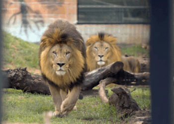 Período de inscrições para estágio no Zoológico de Guarulhos termina nesta sexta-feira