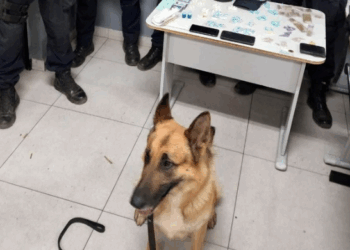 GCM prende quatro traficantes e apreende mais de 1,6 kg de drogas