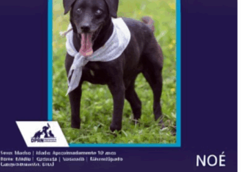 Prefeitura promove evento de adoção de cães e gatos neste sábado