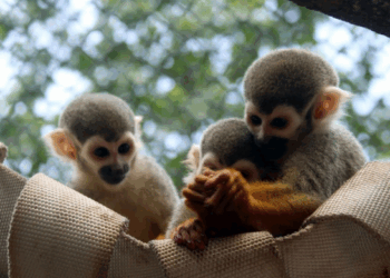 Zoológico de Guarulhos convida para atividade especial na Semana das Crianças   