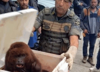 GCM resgata macaco bugio-ruivo ferido na Vila Flórida