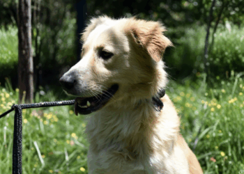 Bosque Maia recebe evento de adoção de cães e gatos neste domingo