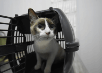 CastraPet Móvel atende 330 tutores e seus animais de estimação na região de Cumbica