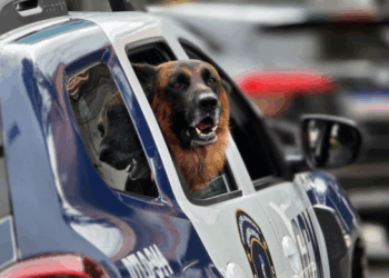 GCM prende traficante com 50 porções de cocaína no Jardim Gracinda