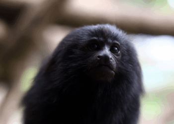 Filhotes de mico-leão-preto, Maiara e Maraisa são as novas moradoras do Zoo de Guarulhos