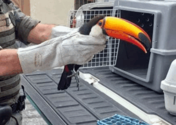 GCM de Guarulhos resgata 23 aves silvestres em duas ações em Guarulhos
