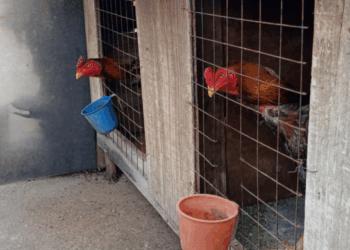 GCM resgata 114 aves de criadouro ilegal no Jardim Alvorada