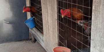 GCM resgata 114 aves de criadouro ilegal no Jardim Alvorada