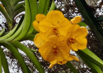 Curso gratuito da Prefeitura ensina cuidados com orquídeas