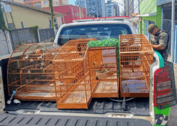 GCM de Guarulhos resgata seis aves silvestres em cativeiro ilegal na Vila Silveira