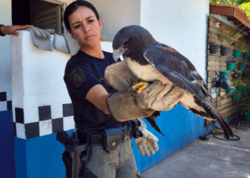 GCM resgata gavião-de-rabo-branco e outros animais silvestres