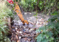 Prefeitura promove limpeza de travessias de córregos no Cabuçu