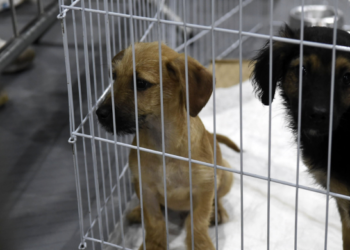 Prefeitura promove evento de adoção de pets em parceria com supermercado