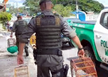 GCM resgata 10 aves silvestres em um criadouro ilegal na Vila Carmela I