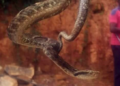 GCM resgata cobra jararaca em residência no Jardim Paraíso