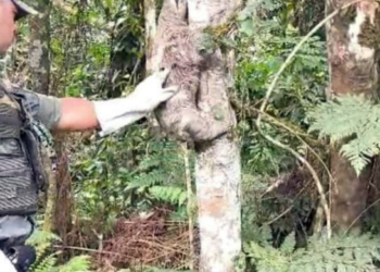 GCM de Guarulhos resgata bichos-preguiça e 133 pássaros silvestres
