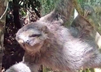 GCM resgata bicho-preguiça no Residencial Bambi e combate caça ilegal no Cabuçu