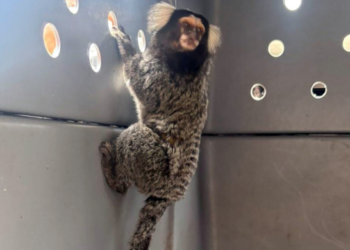 GCM resgata sagui-de-tufo-branco em área empresarial de Cumbica