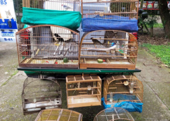 GCM resgata nove pássaros silvestres mantidos em cativeiro ilegal no Parque Maria Helena